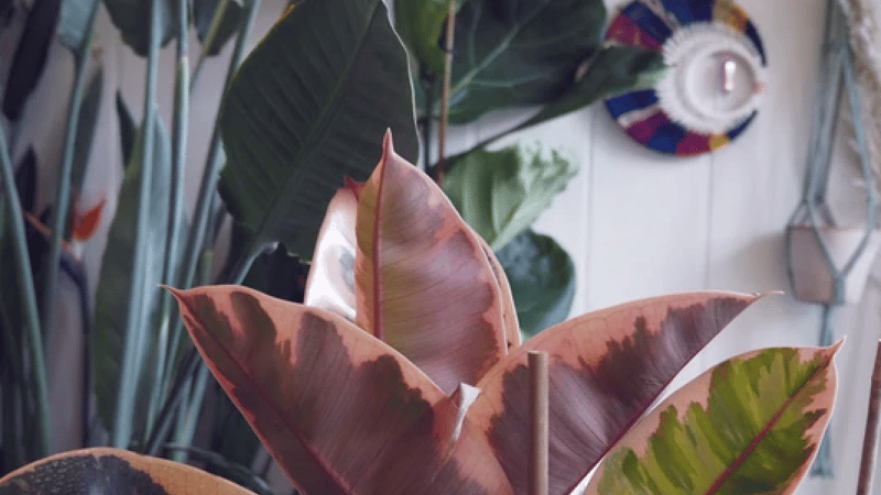 Our botanical boutique in Salisbury