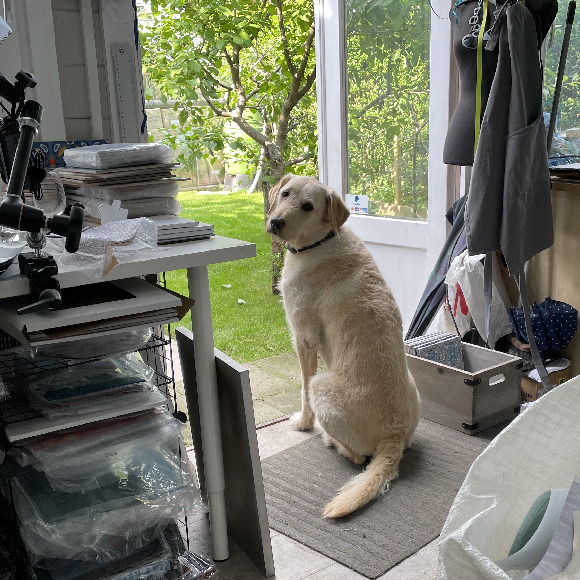 Woody - the 'Doodle' in DoodlePippin