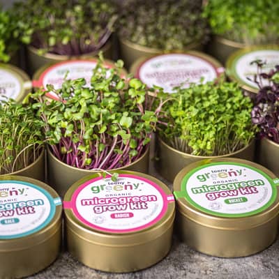 Organic Microgreen Tin Kits