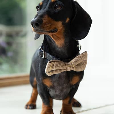 Cute accessories bow ties and bandanas