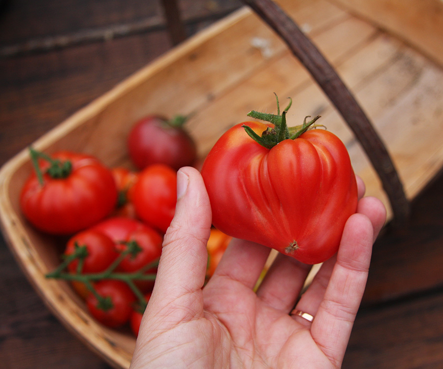 Favourite tomato grown from last year.