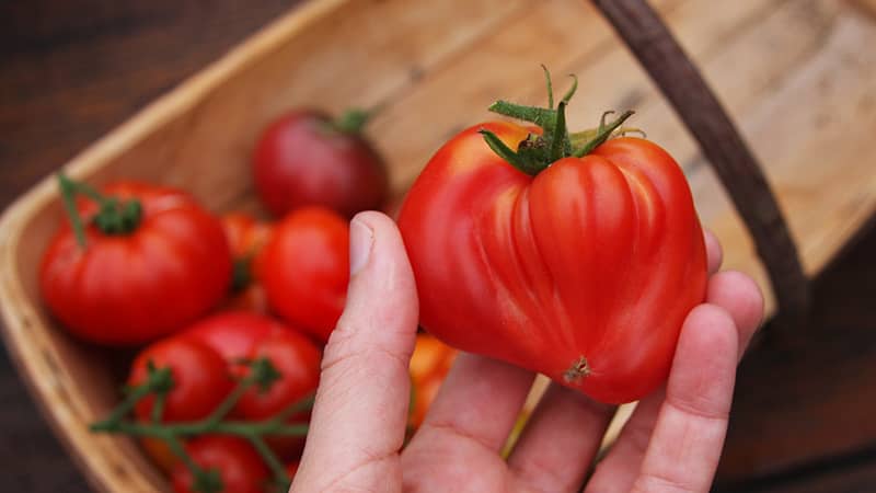 Favourite tomato grown from last year.