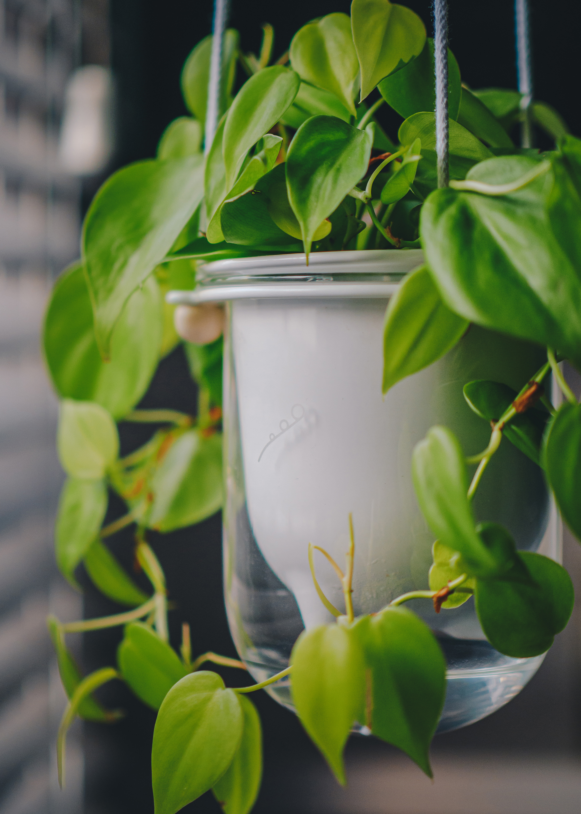 Frond Flo HANG self watering planter