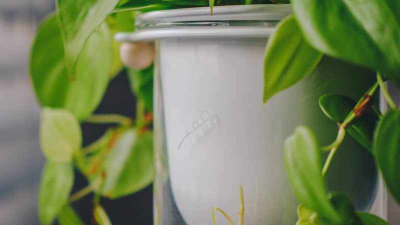 Frond Flo HANG self watering planter