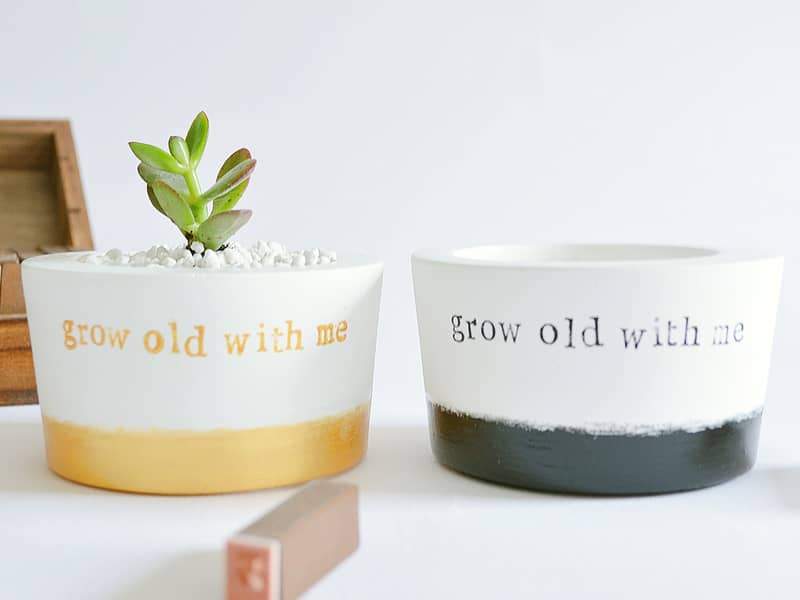 with or without plant