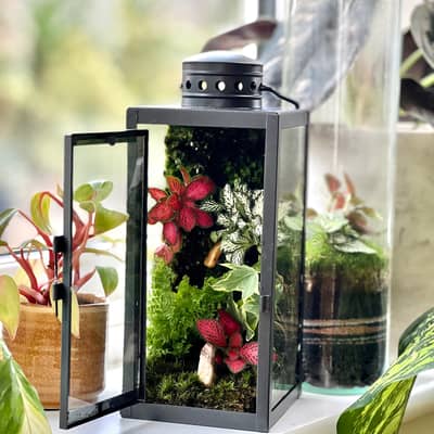 Lantern Terrarium