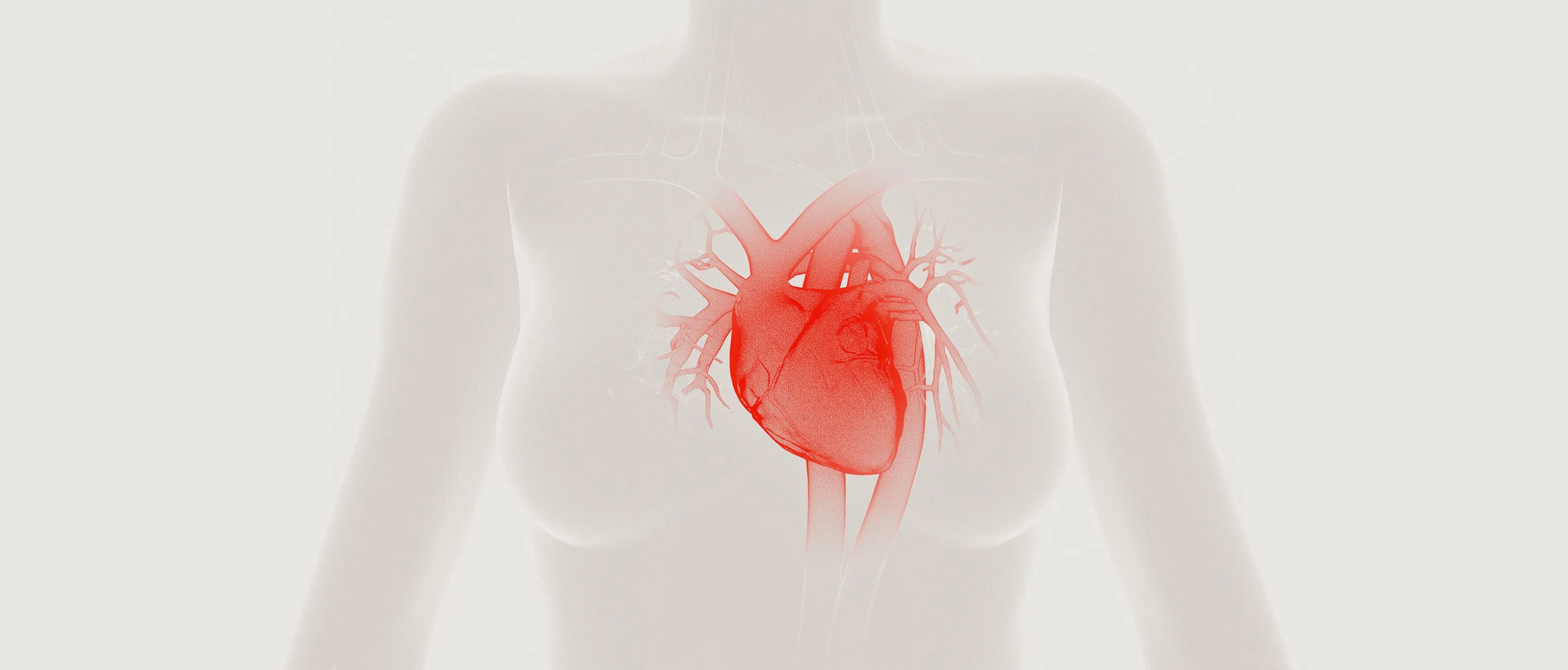 Detailed red anatomical illustration of a human heart showing major vessels and surface structures