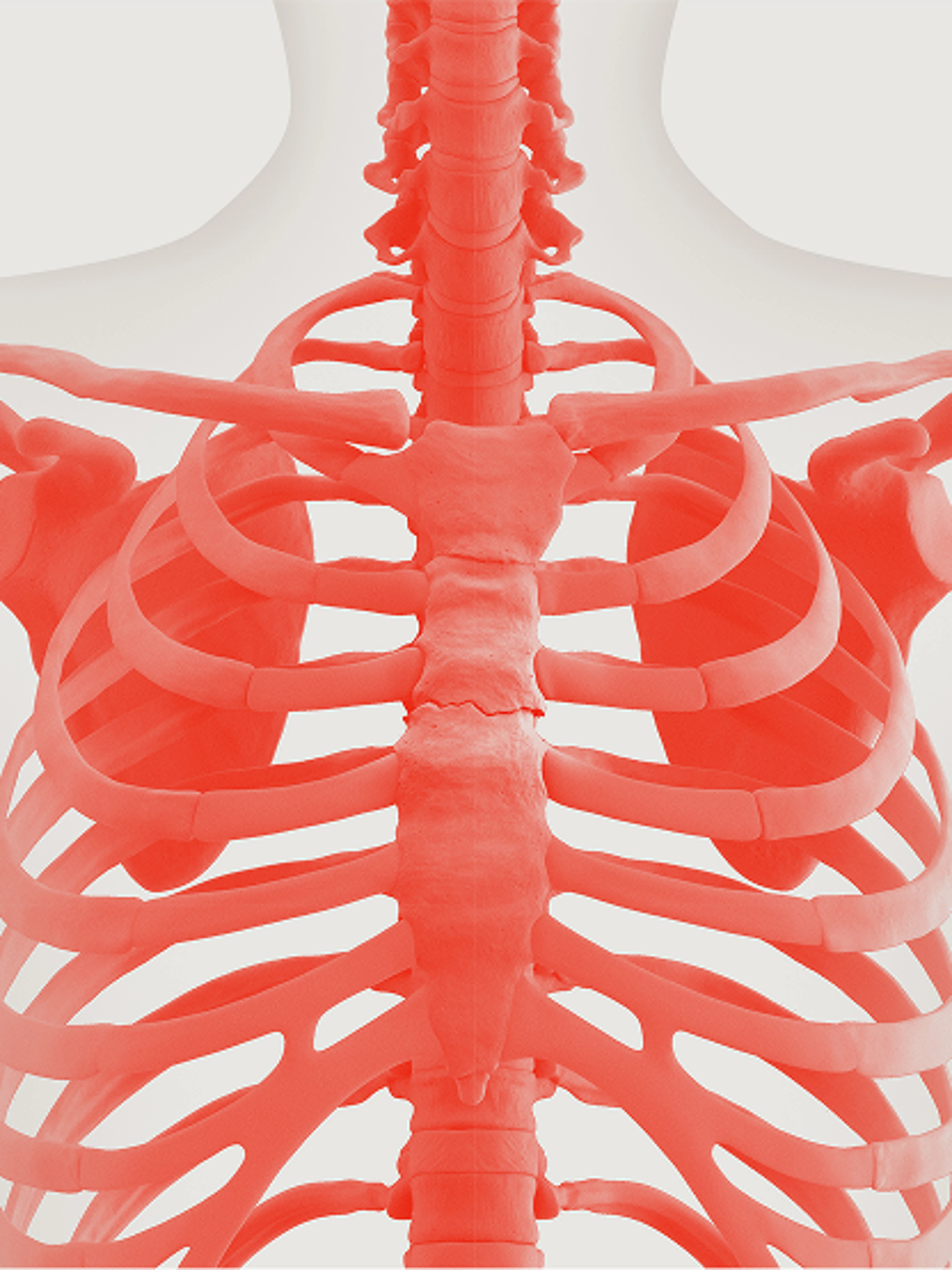 A diagram of a human skeleton