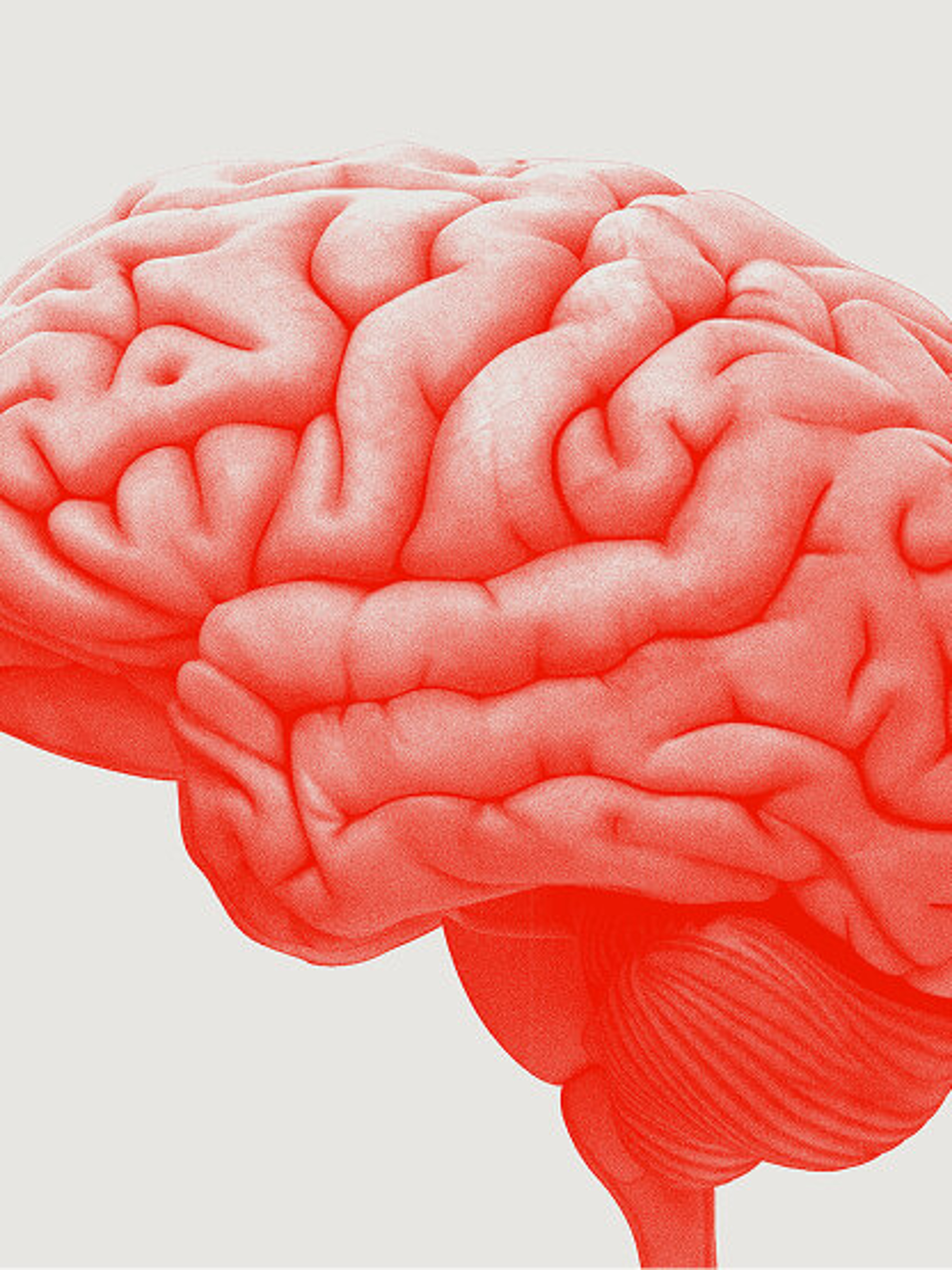 Red anatomical illustration of the human brain showing detailed folds and surface structures.