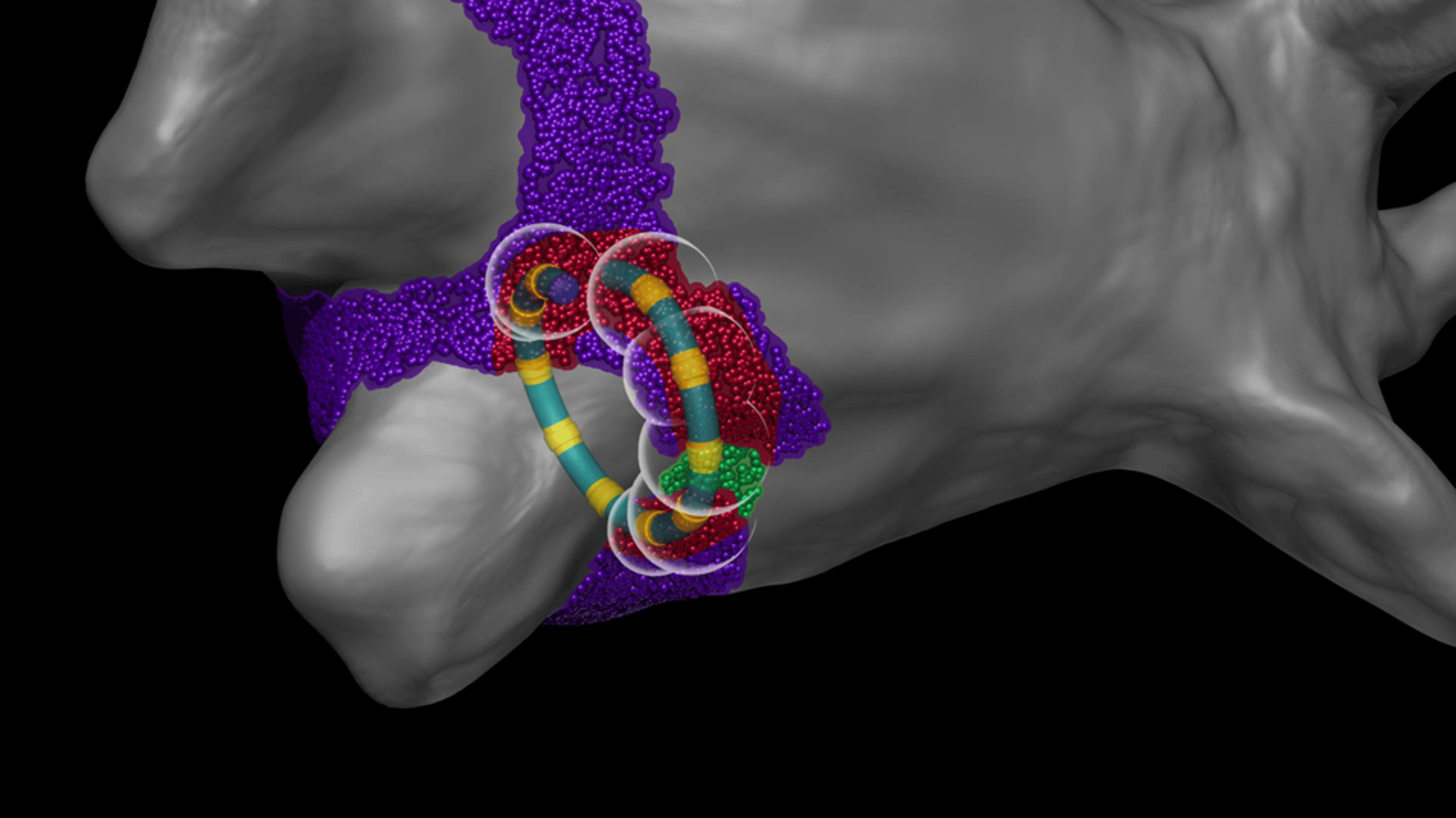 A 3D rendering of atrial anatomy displays purple ablation regions and a multicolored catheter loop positioned at the pulmonary vein ostium. Colored energy markers and surrounding halos illustrate precise pulsed field ablation delivery and identification of lesion gaps.