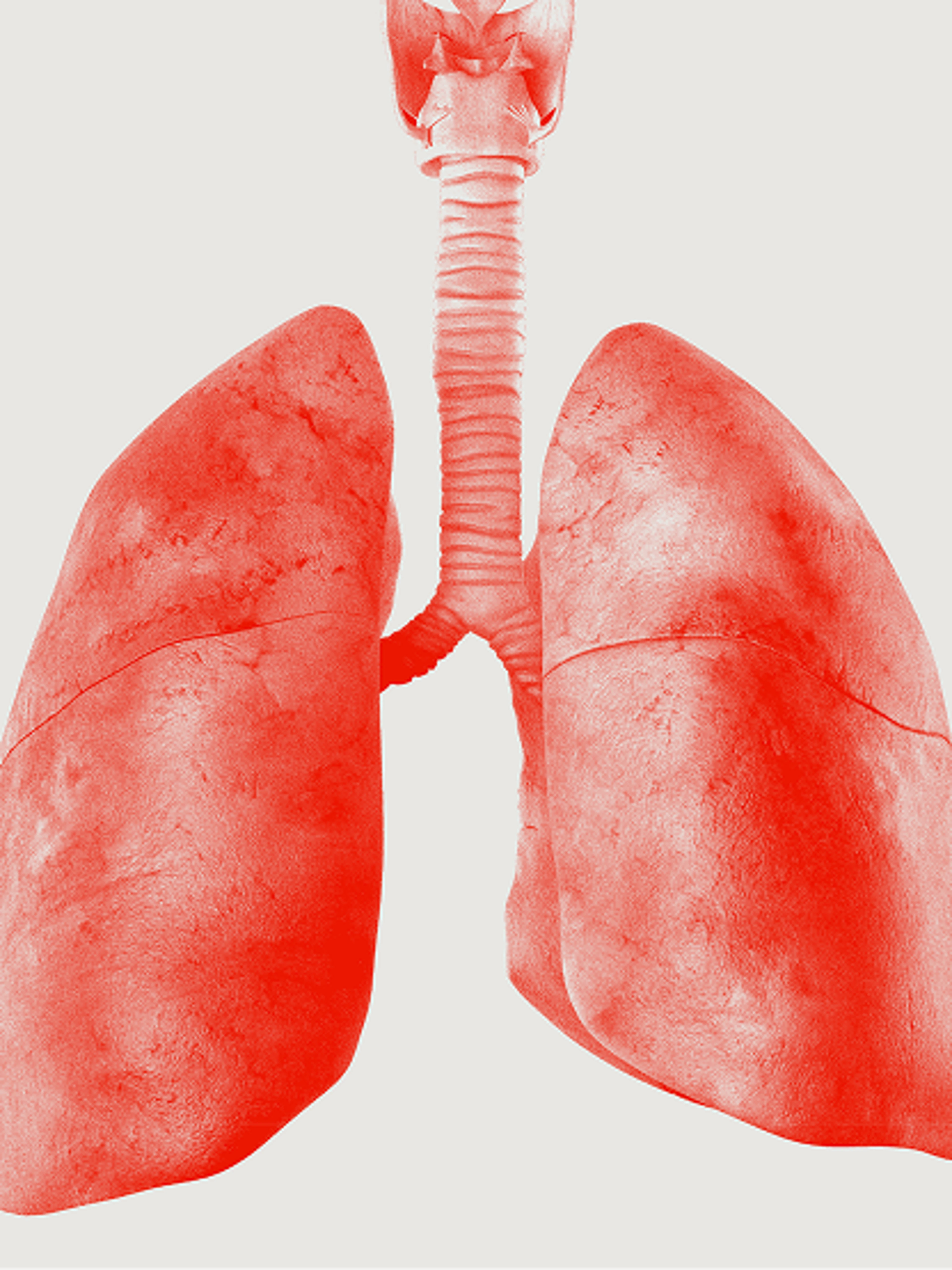 A diagram of human lungs