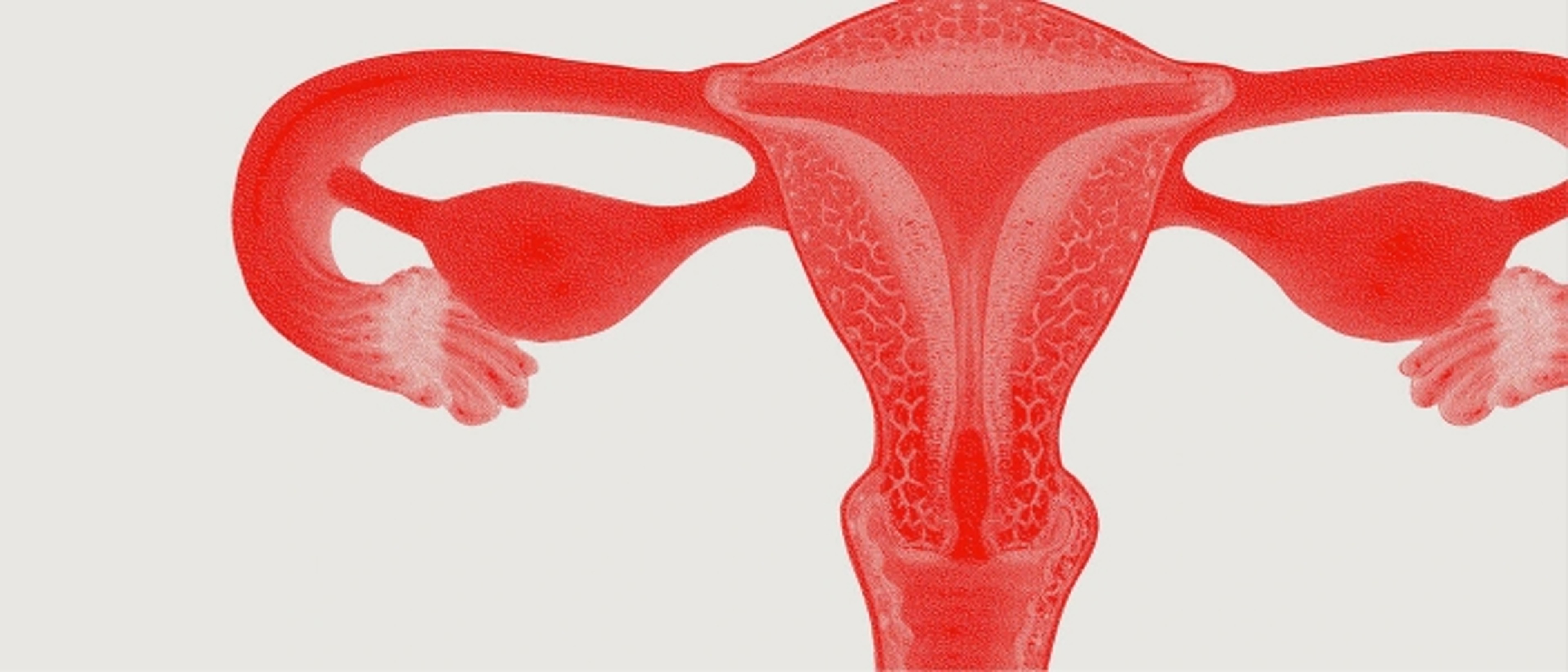 Illustration of the uterus and fallopian tubes