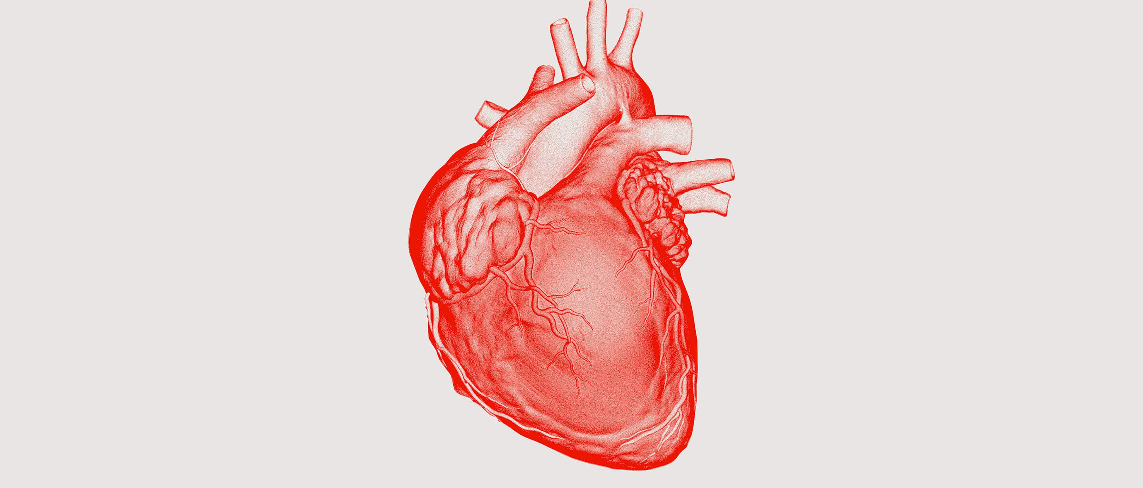 An image of a human heart