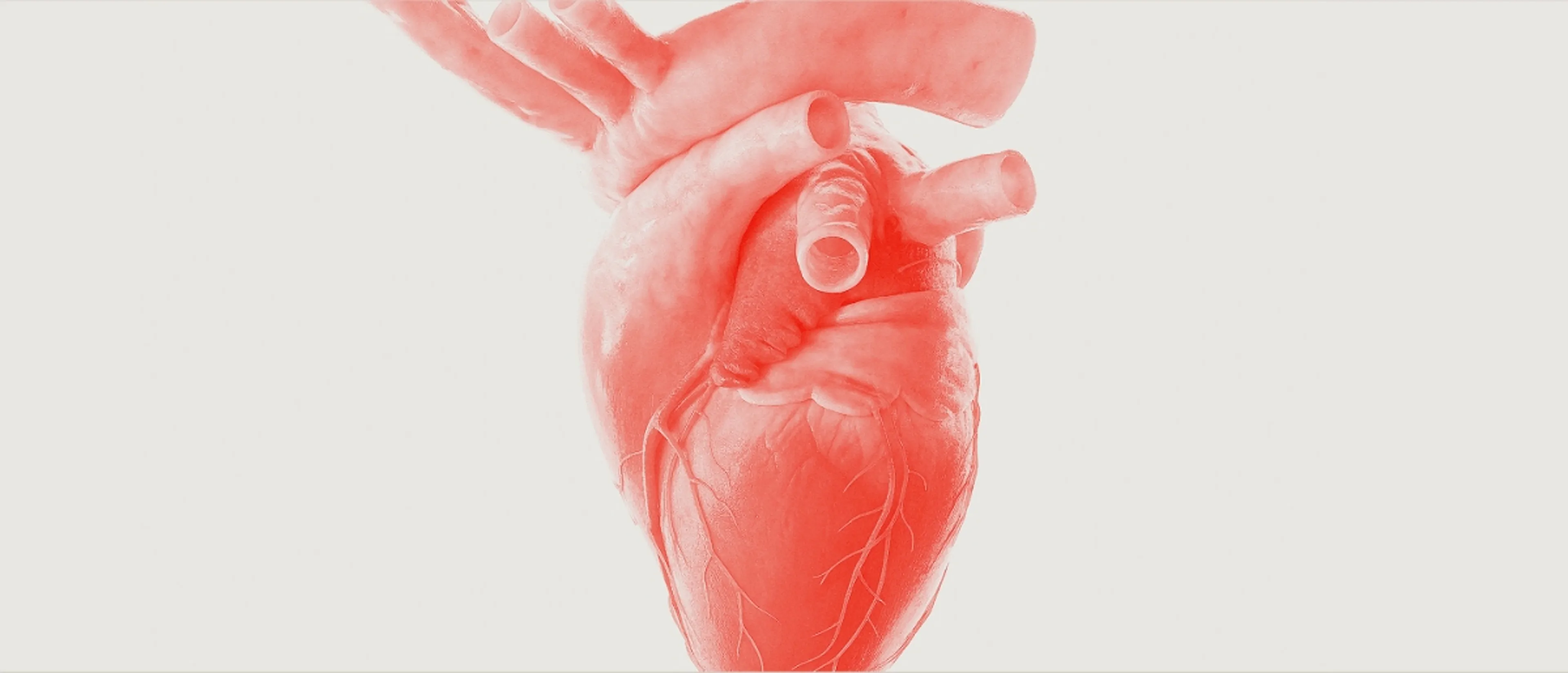 Stylized red anatomical illustration of a human heart showing major vessels and surface structures