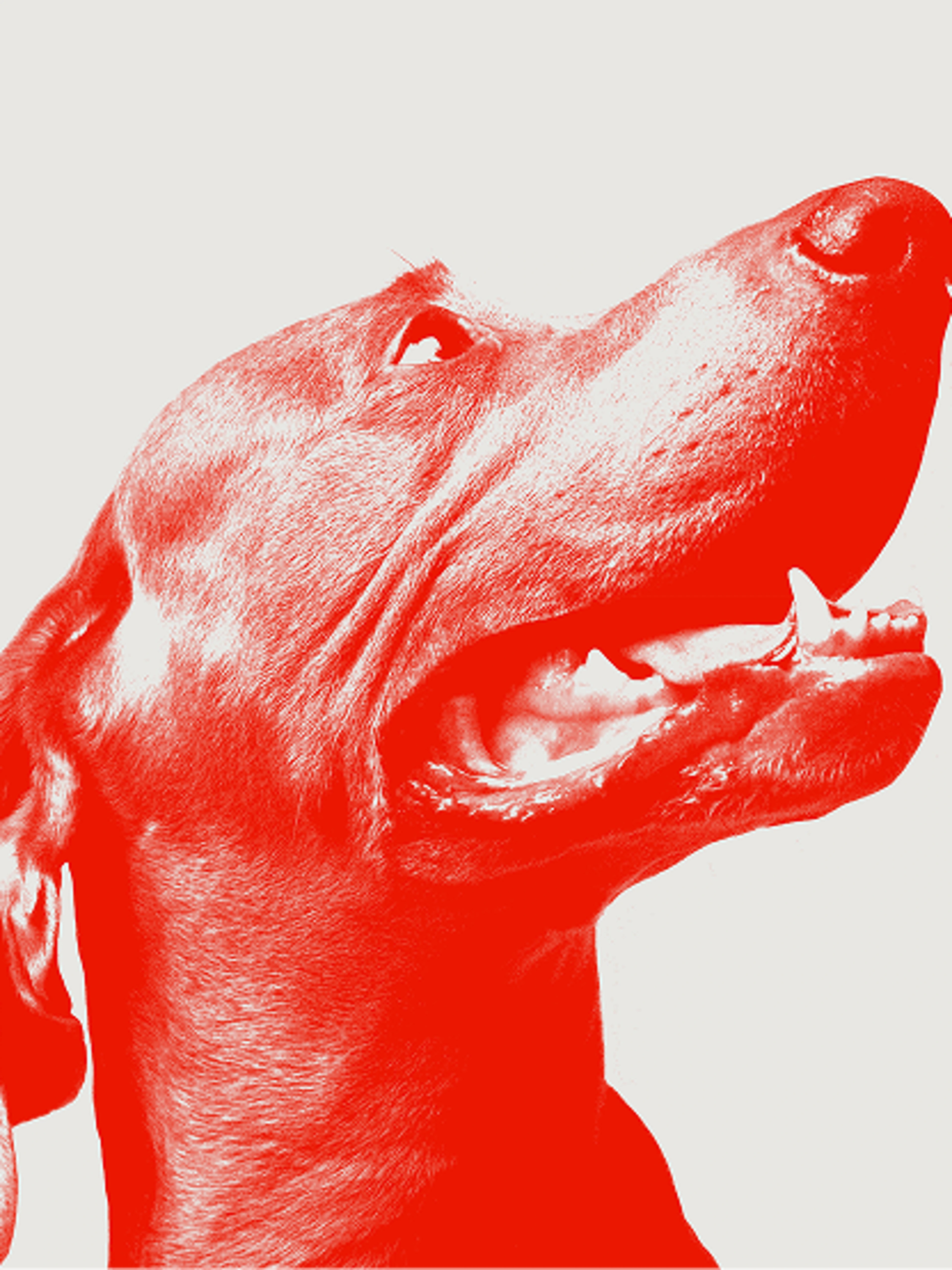 A dog