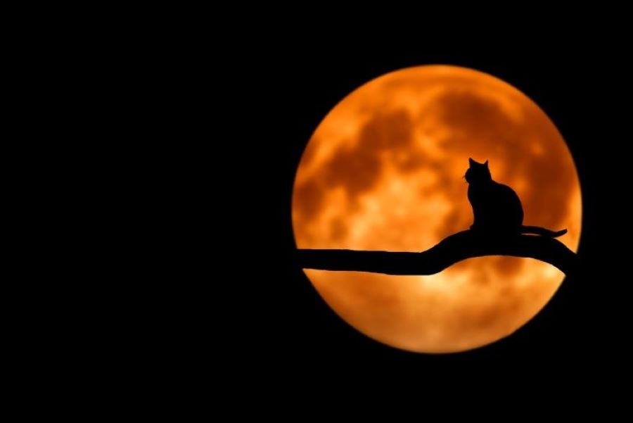 Cat on a branch with an orange moon in the background