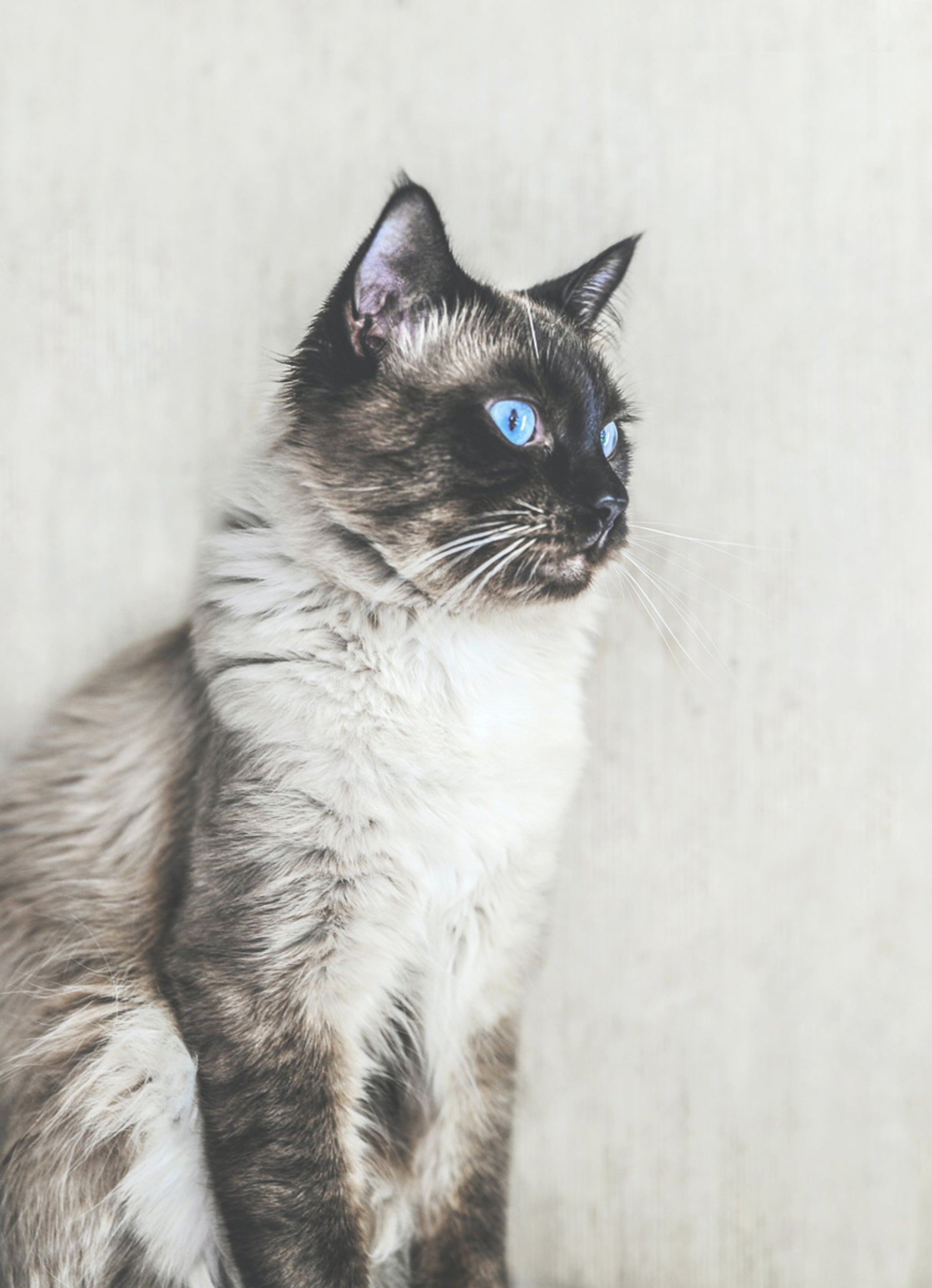 Balinese cats have longer hair, but have less allergy-inducing protein in their saliva.