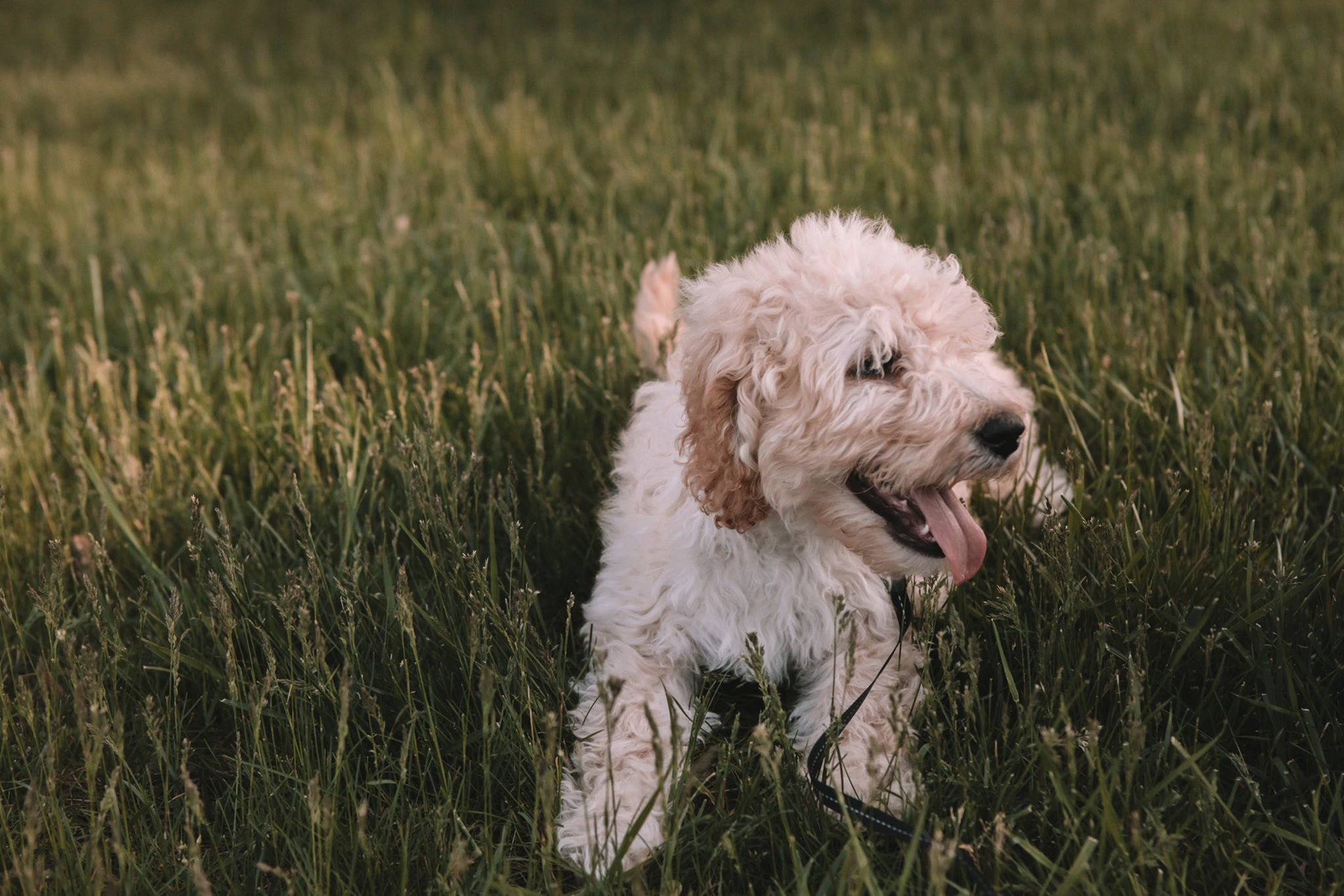 happy goldendoodle sitting in the grass