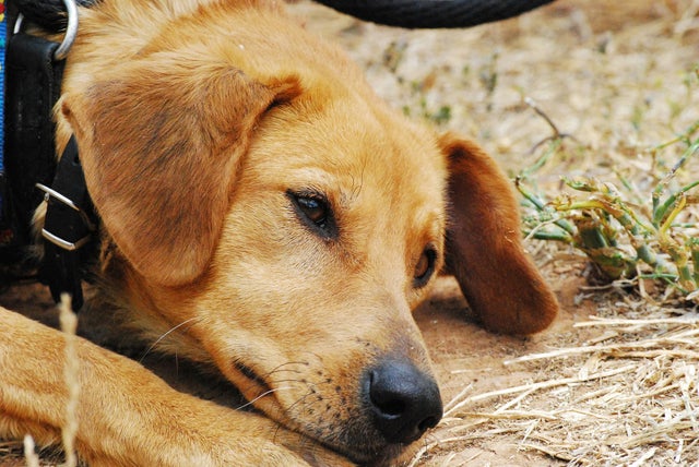 068_reddish_brown_dog_laying_in_the_dirt.jpg