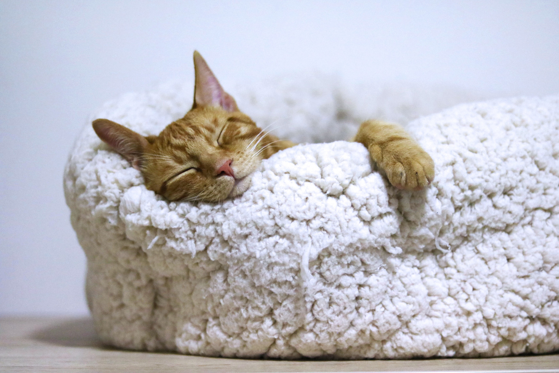 cat in white fluffy bed
