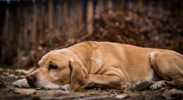 008_dog_laying.jpg