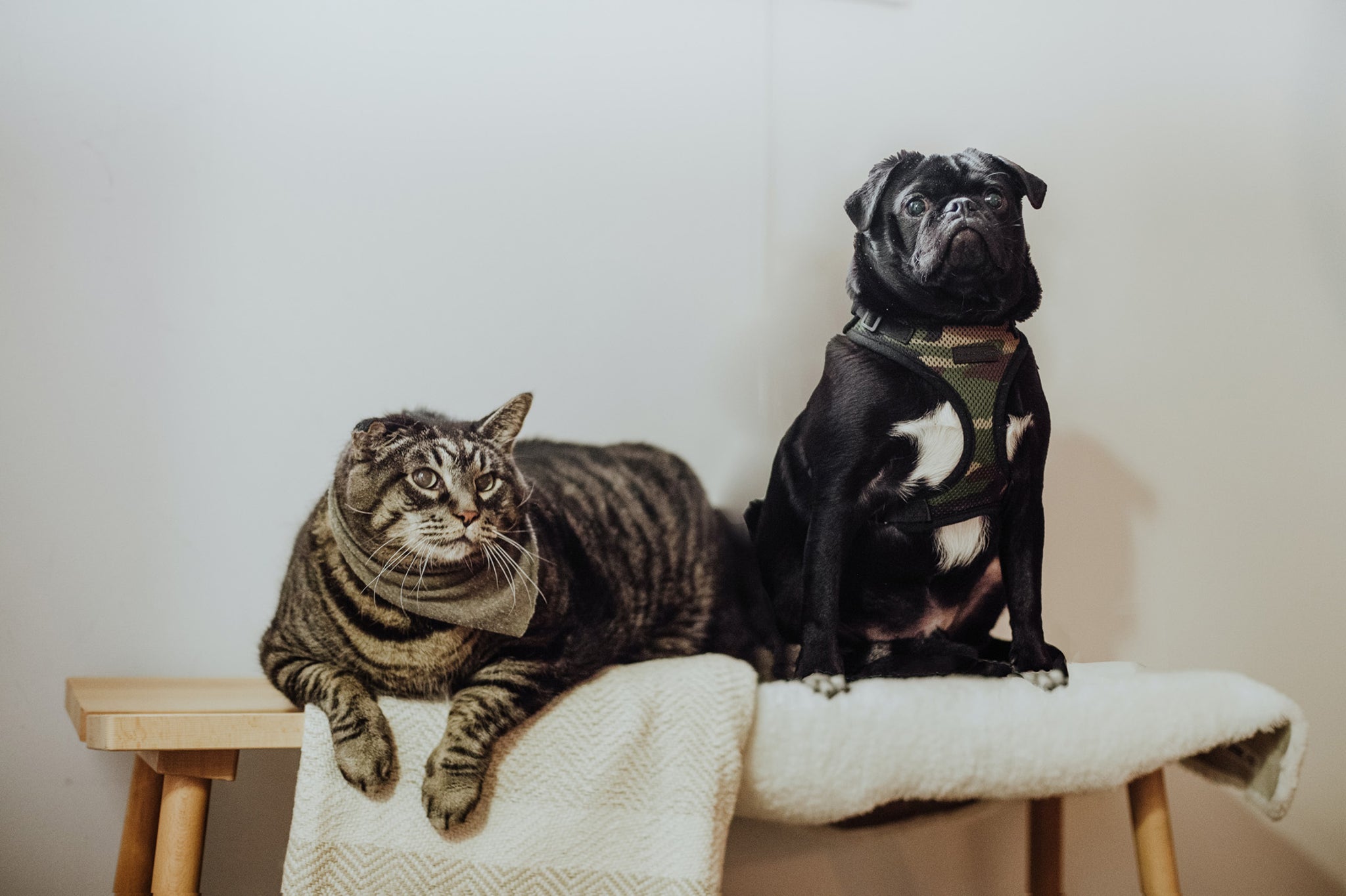 striped cat and black pug sitting on bench together
