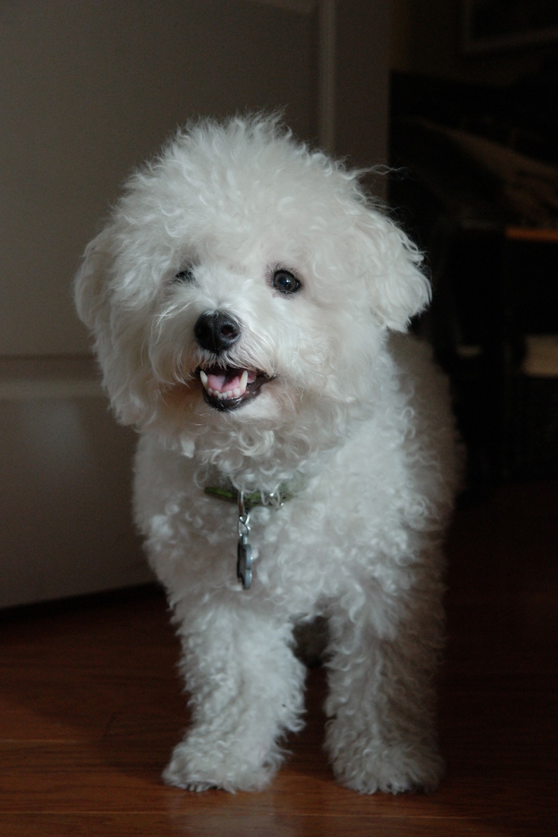 A Bichon frisé is another option for a more allergy-friendly breed.