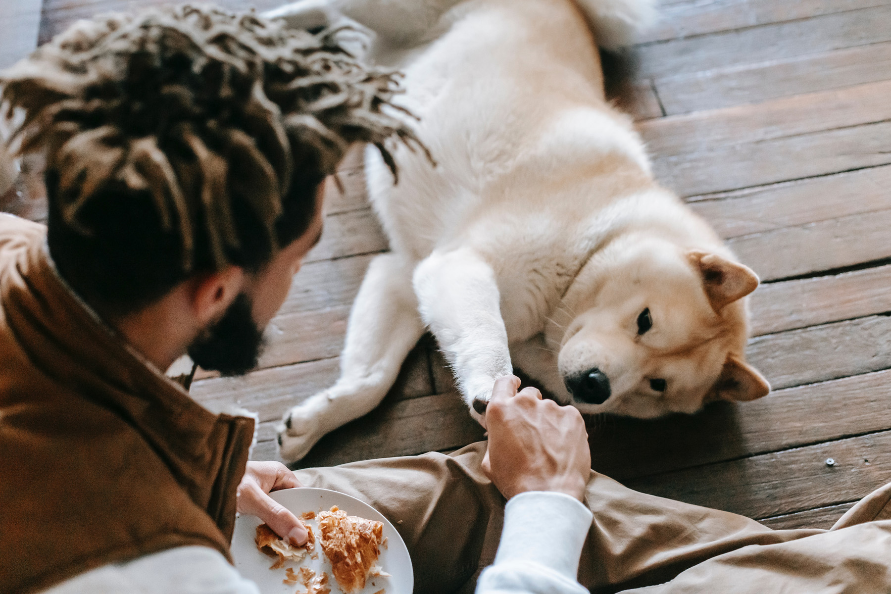 CBD may help your dog with anxiety and loss of appetite.