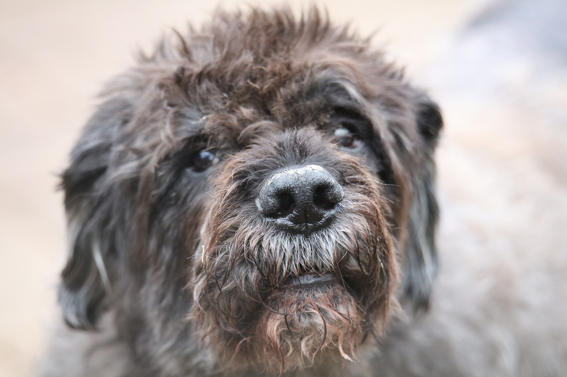 Heartbreak for dog owners: Popular breed more prone now to cancer – Boston  25 News