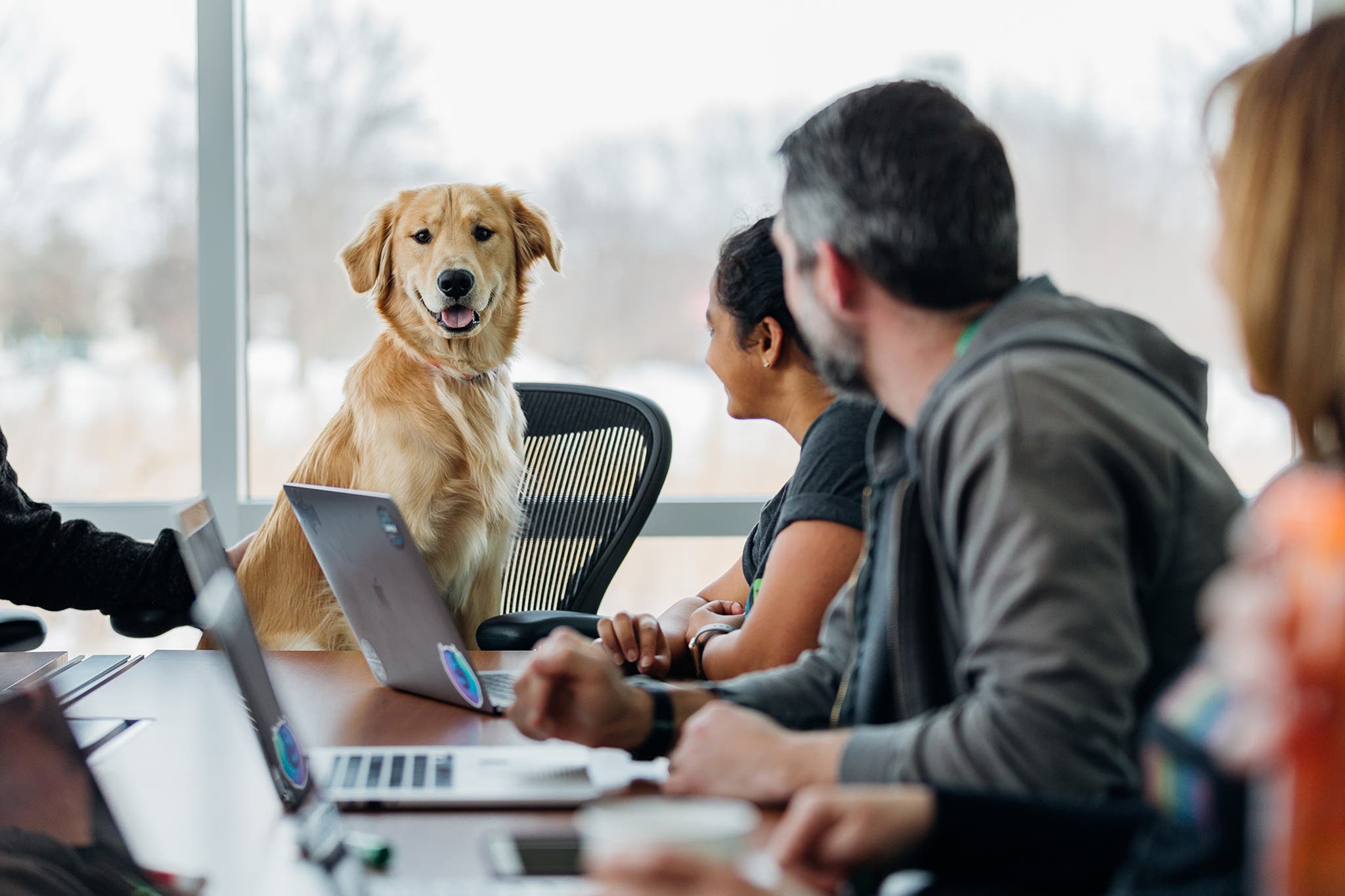 Benefits of Bringing a Pet to the Office