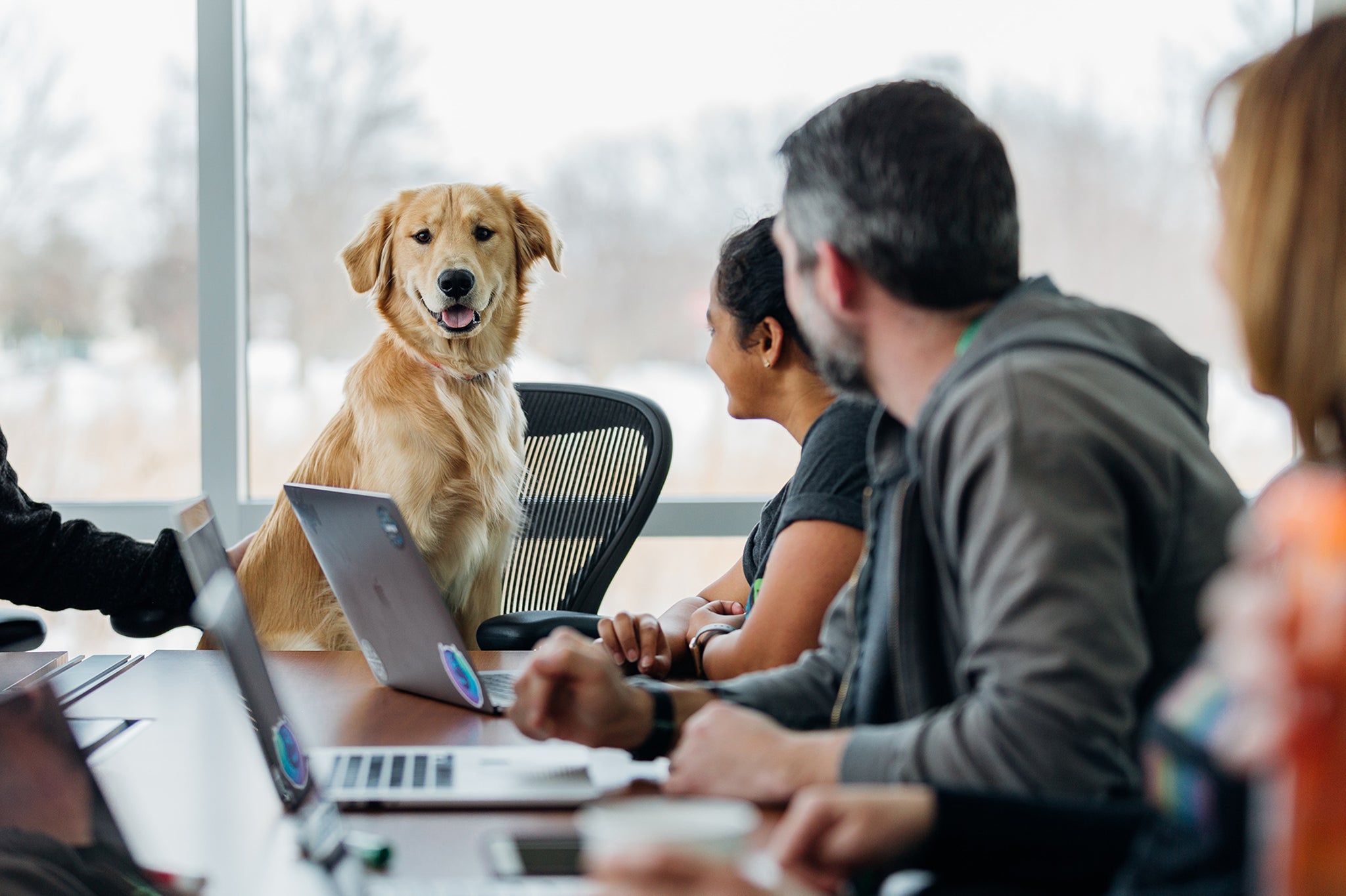 golden retriever sitting at head of conference table leading a meeting