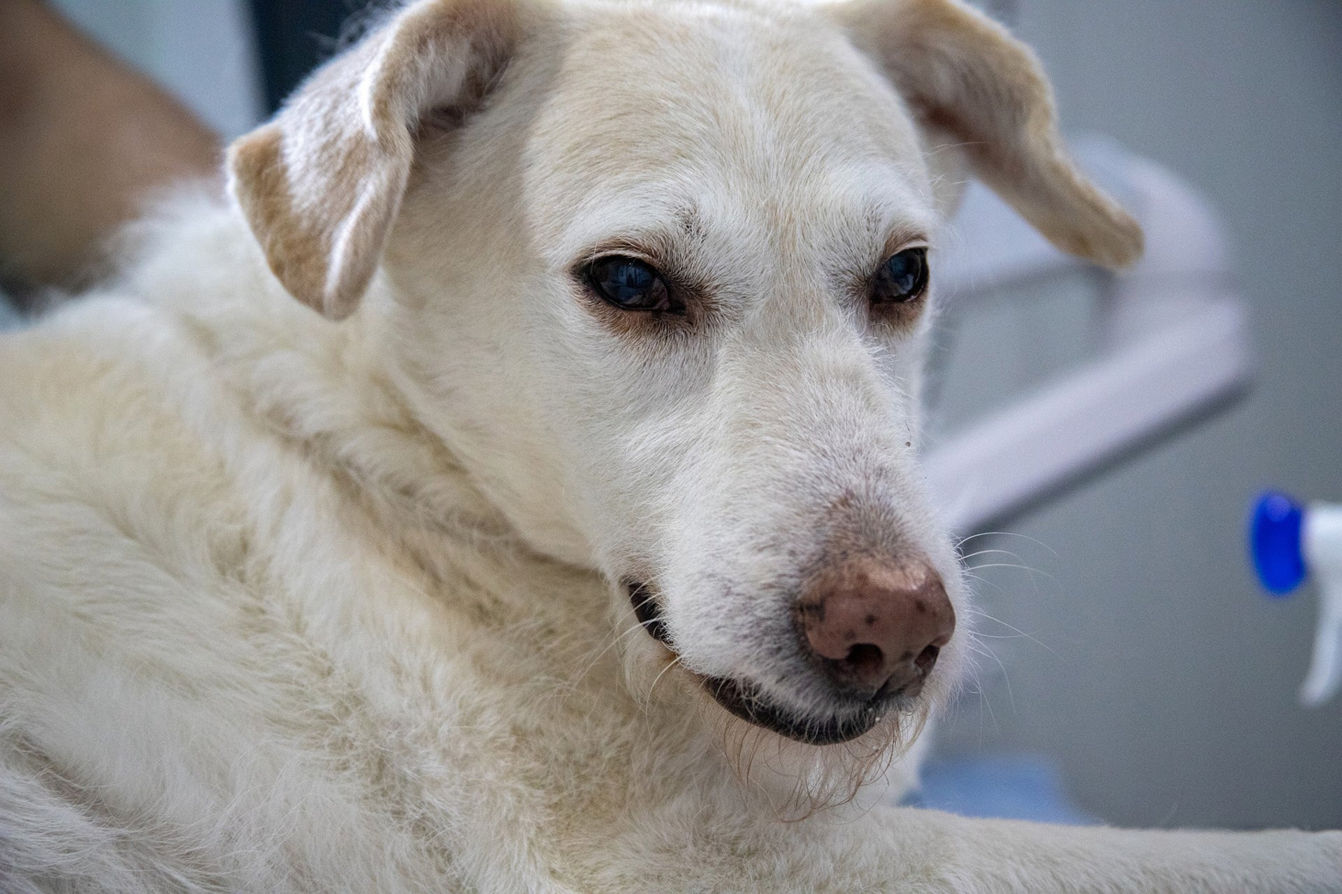Why do dogs get dry heaves? Anivive Lifesciences