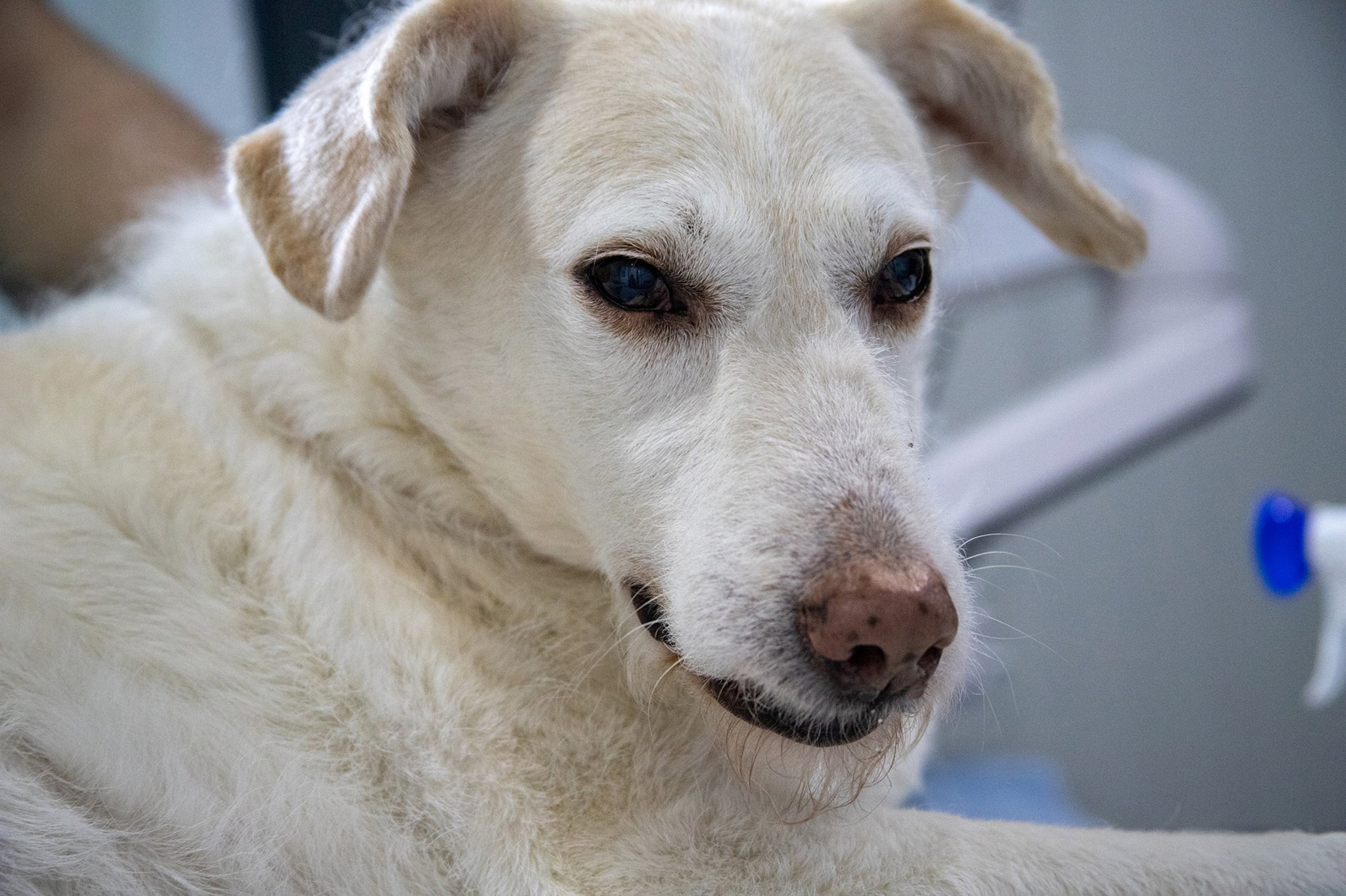 old golden retriever laying down wet nose squinted eyes