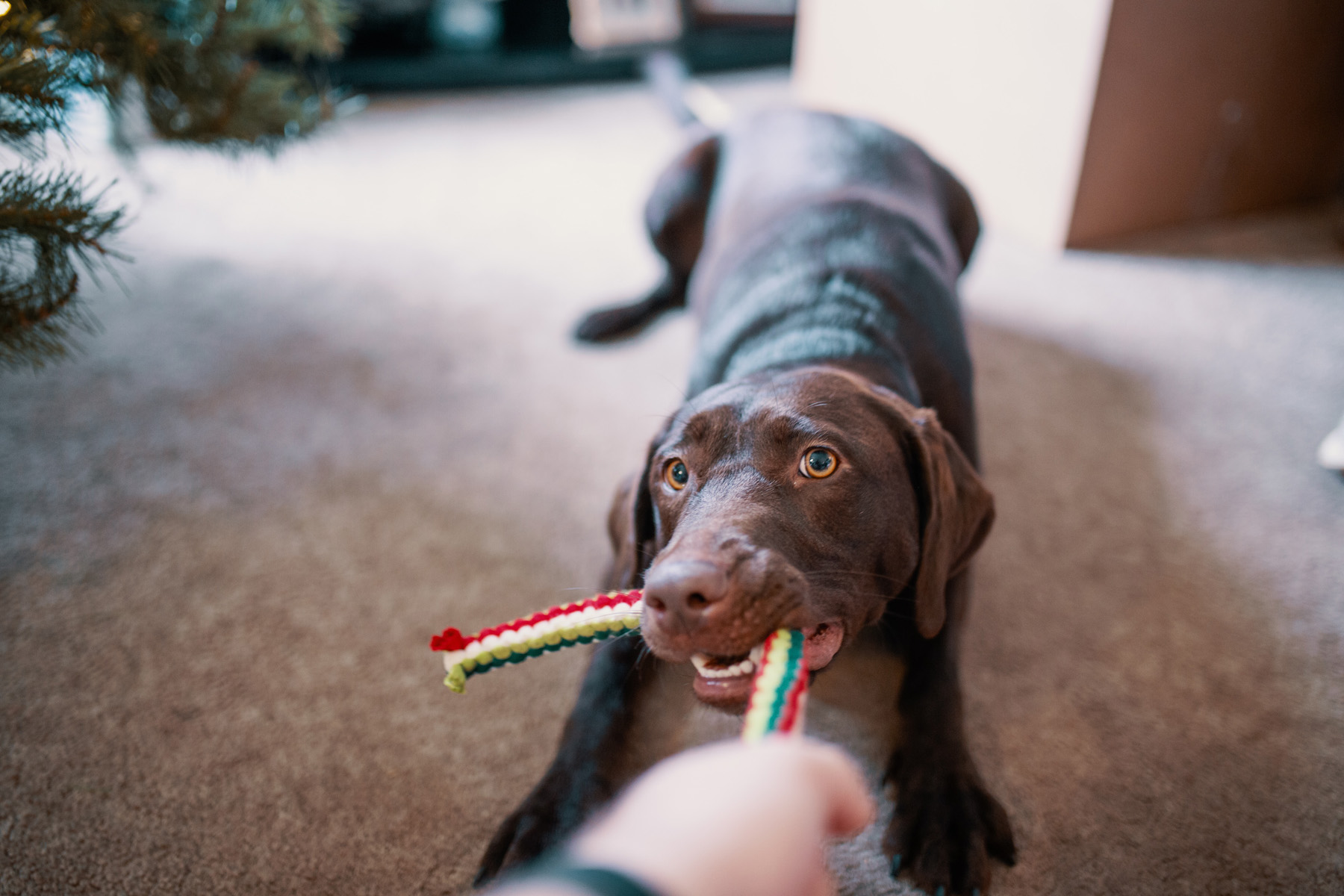 chocolate lab with rope