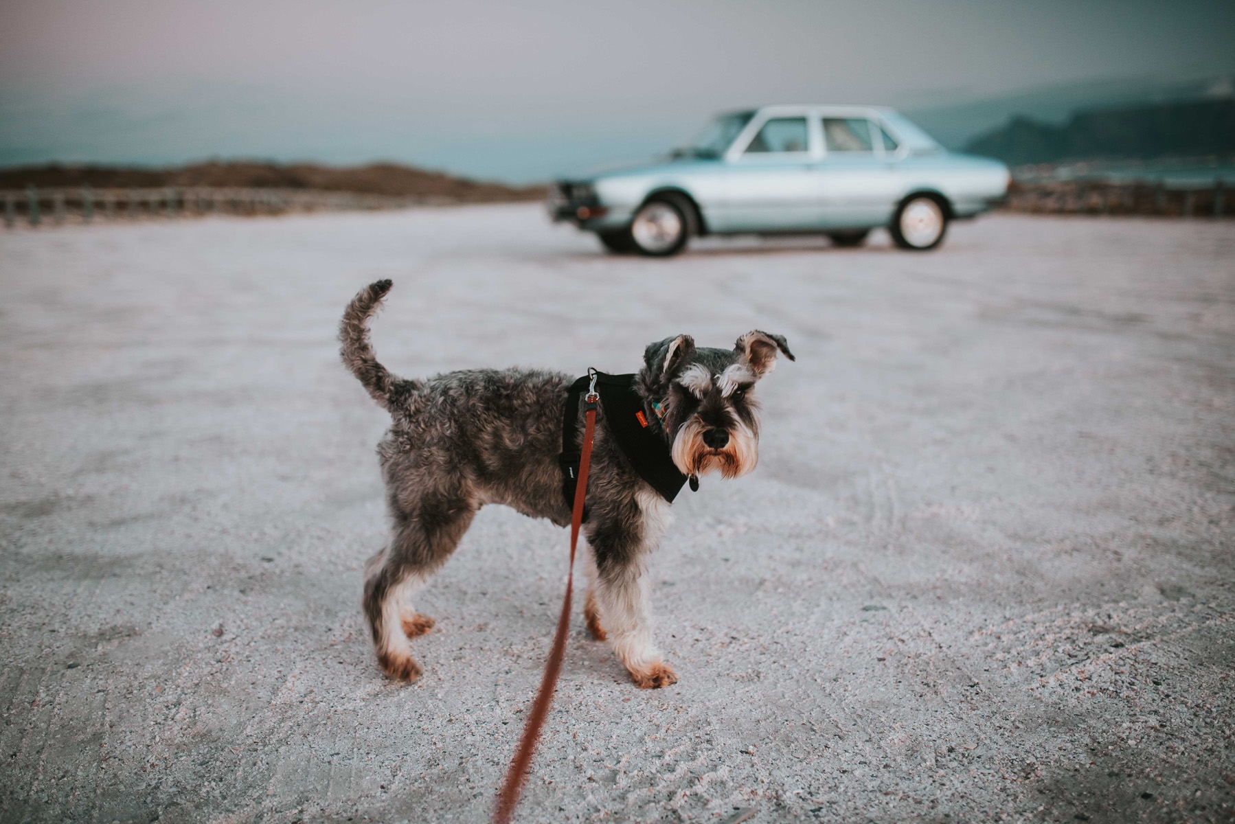 black and white dog on red leash in dirt with blue car behind