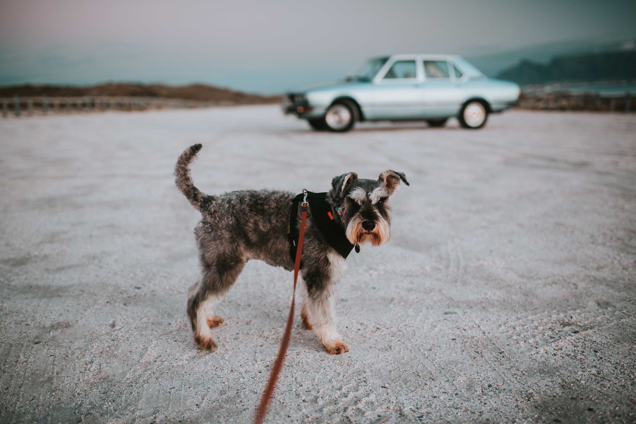 138_black_and_white_dog_on_red_leash_in_dirt_with_blue_car_behind.jpg