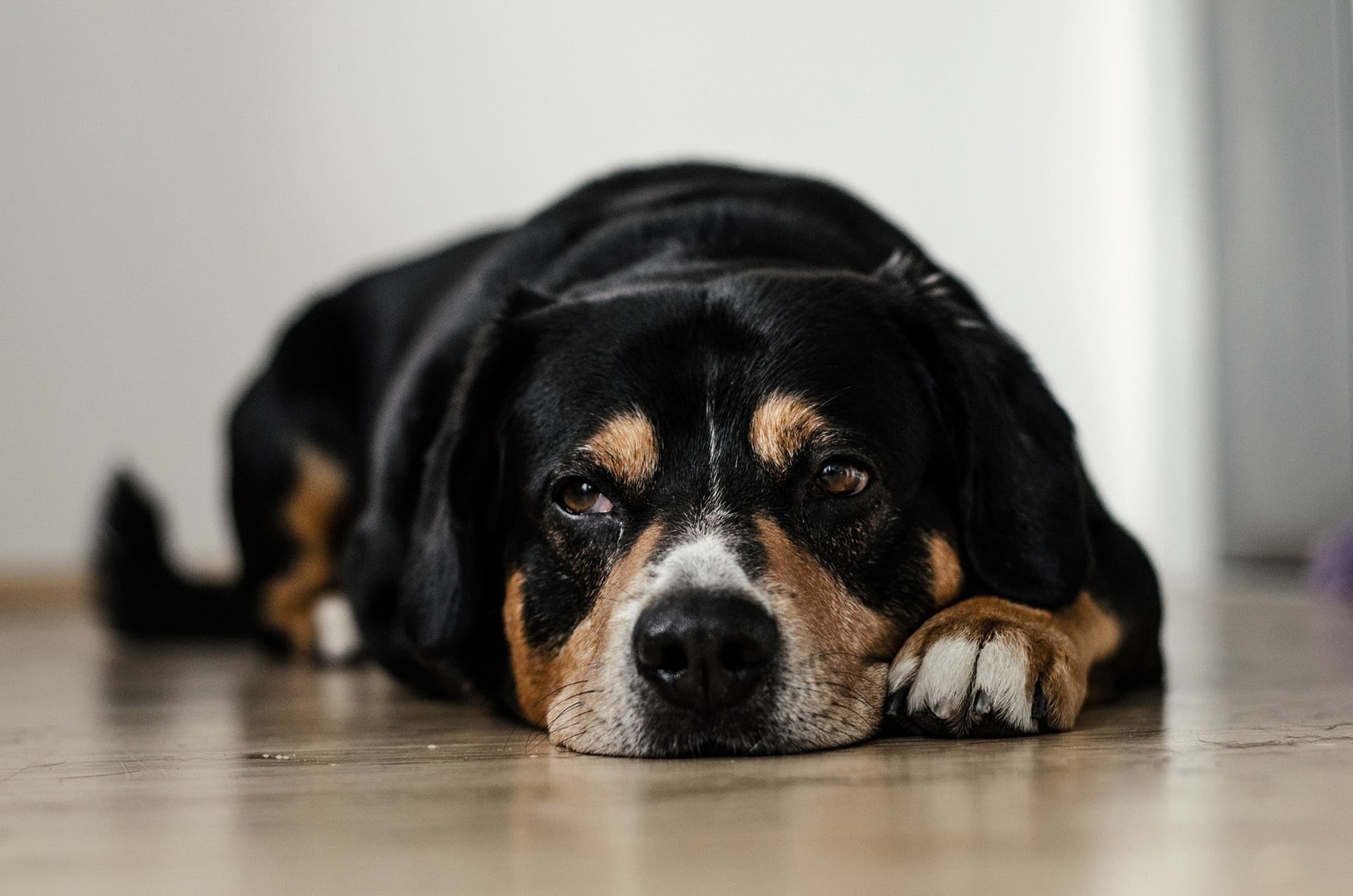 5 Signs of Cancer in Dogs