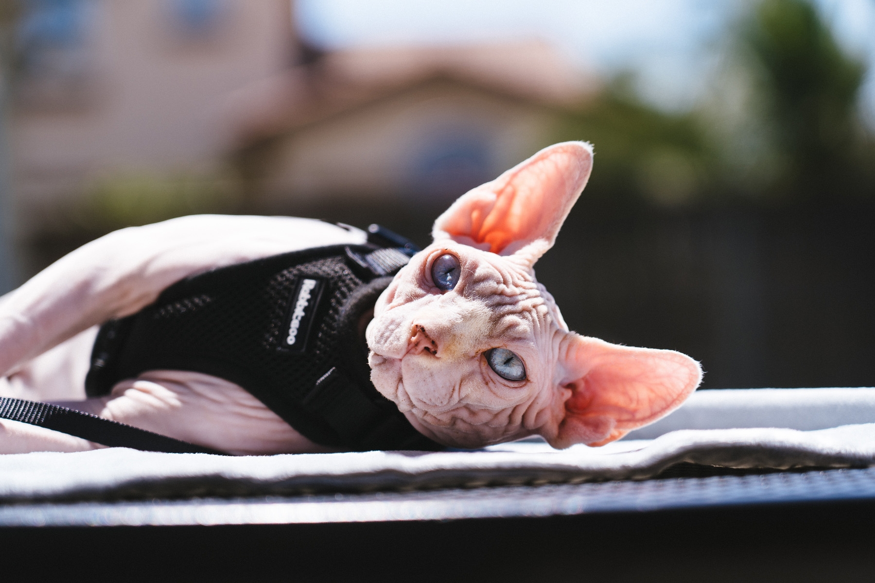 Sphynx cats may be good for people with allergies because they do not have hair to groom.