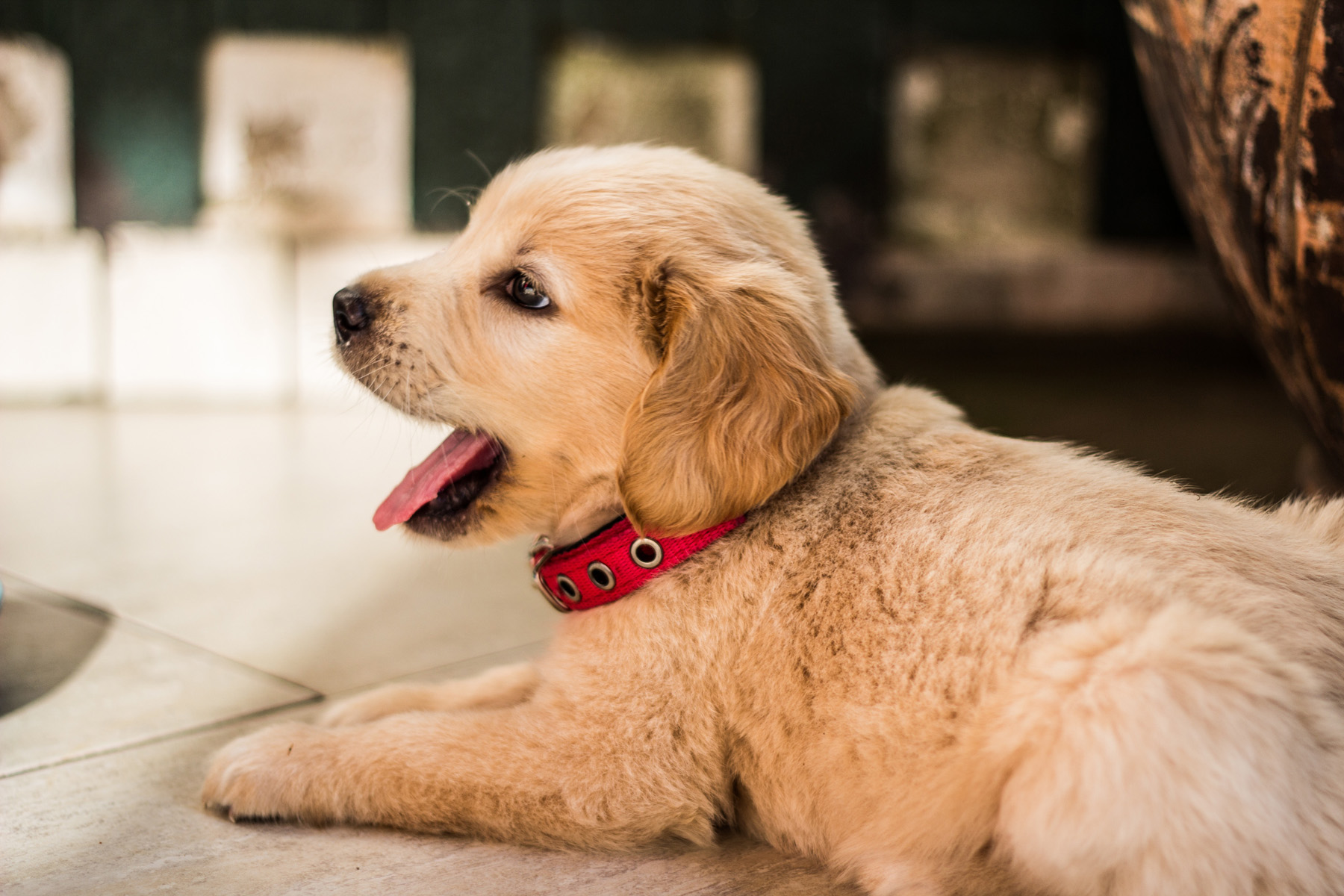 golden puppy red collar