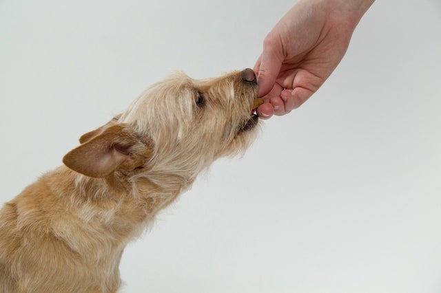 can dogs take ibuprofen or tylenol for pain