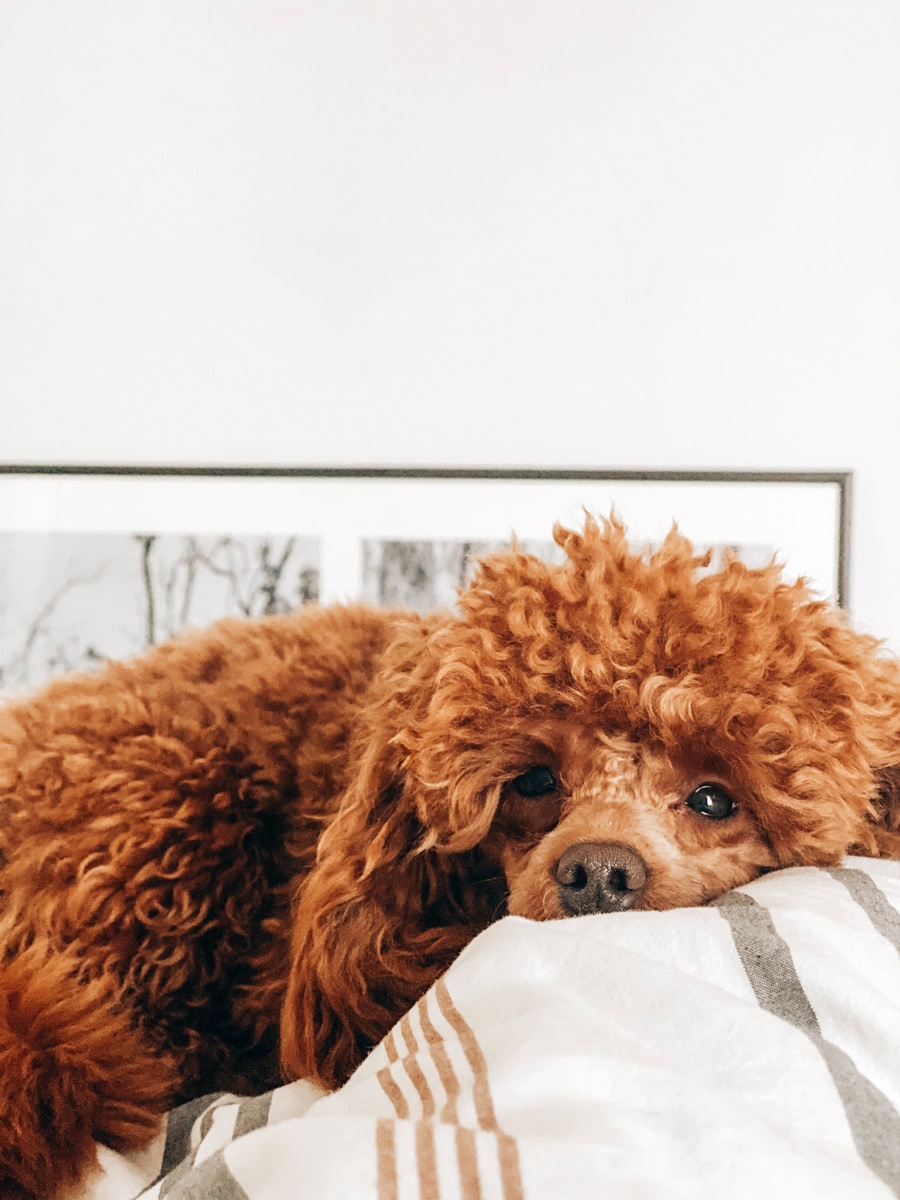 Poodles have been recommended for families with allergies because their curly hair can trap dander.