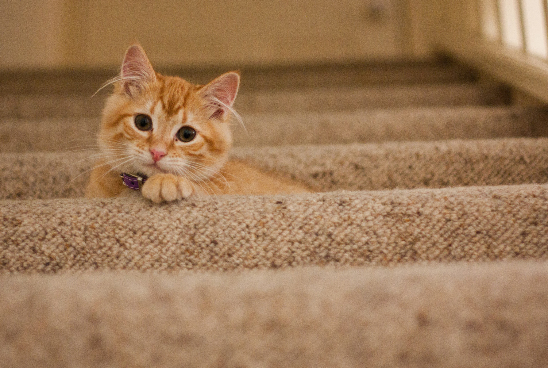 orange cat sitting on a staircase