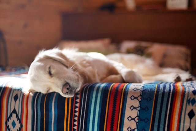 134_cancer_questions_unsplash_golden_retriever_sleeping_on_bed.jpg