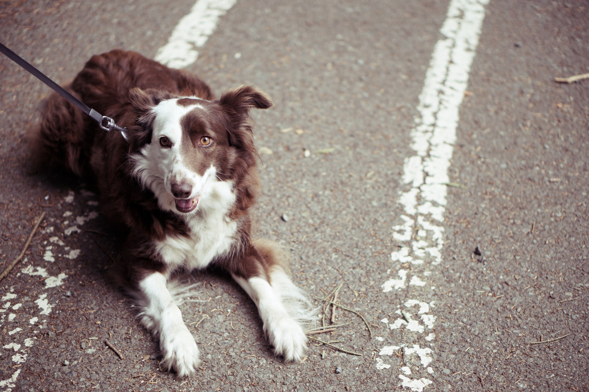 Disease detecting dogs may paw at the ground or sit when they smell the disease.