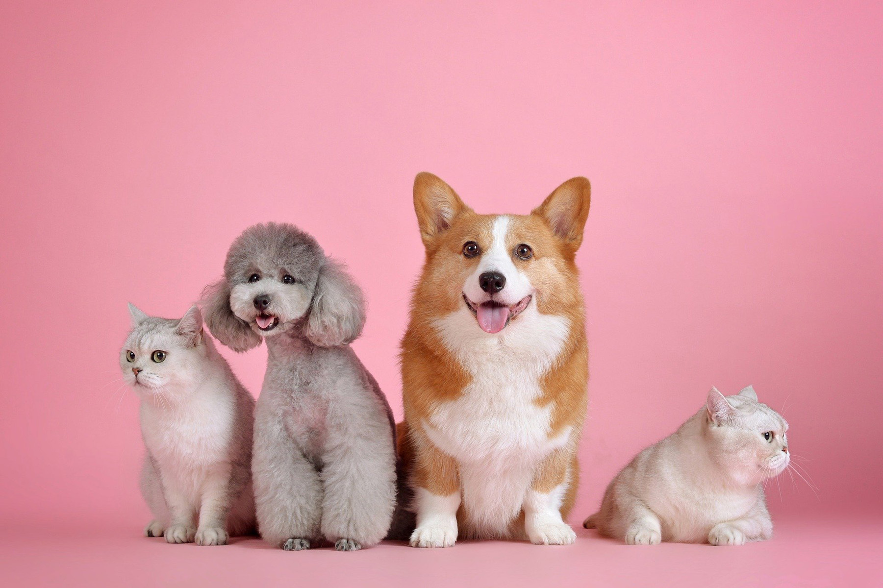 042_two_white_cats_a_gray_poodle_and_a_corgi_sitting_in_a_row_against_a_pink_background.jpg