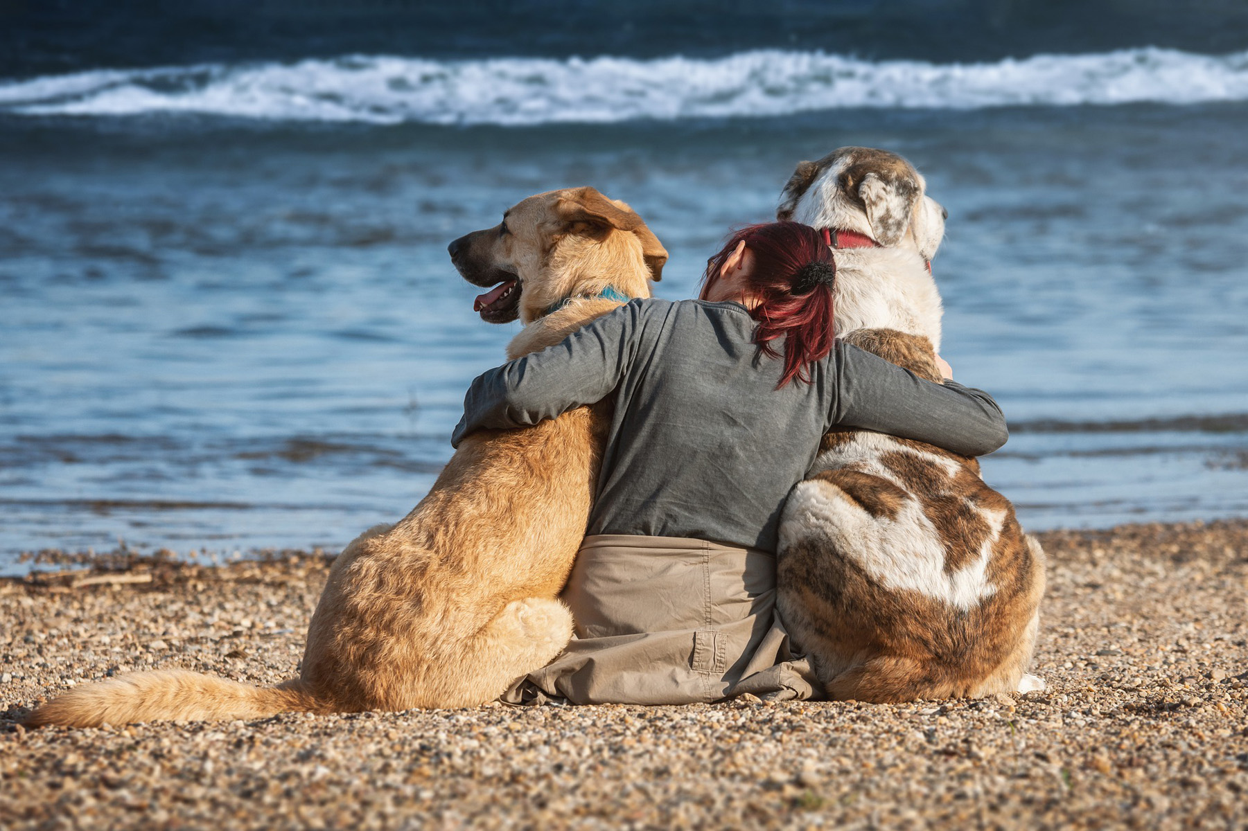 two dogs with owner on beach