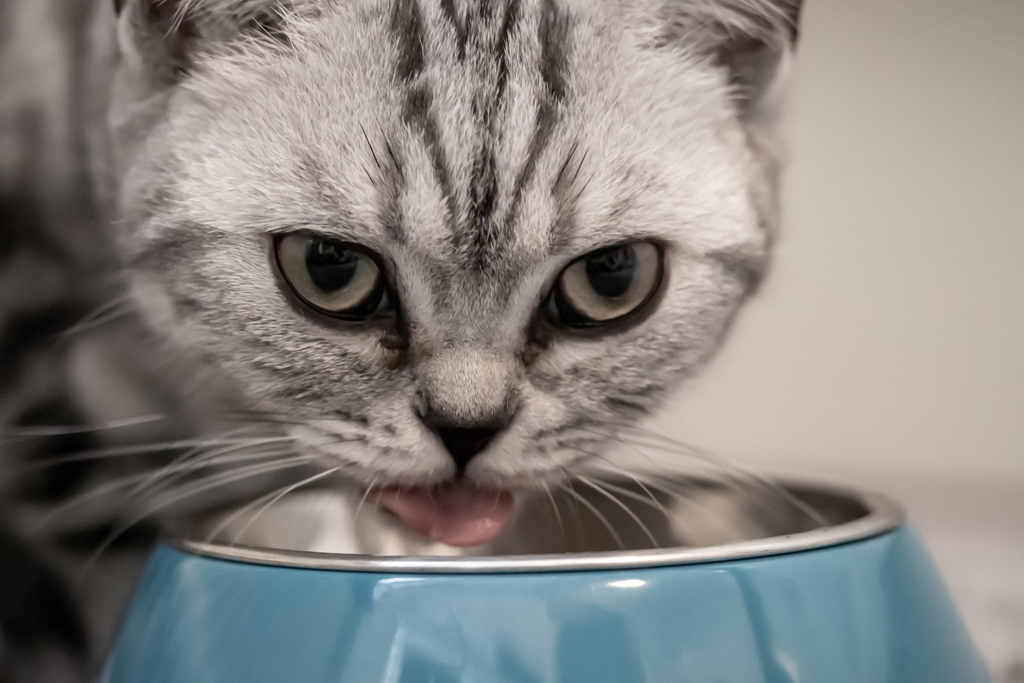 083_cat_eating_out_of_bowl.jpg