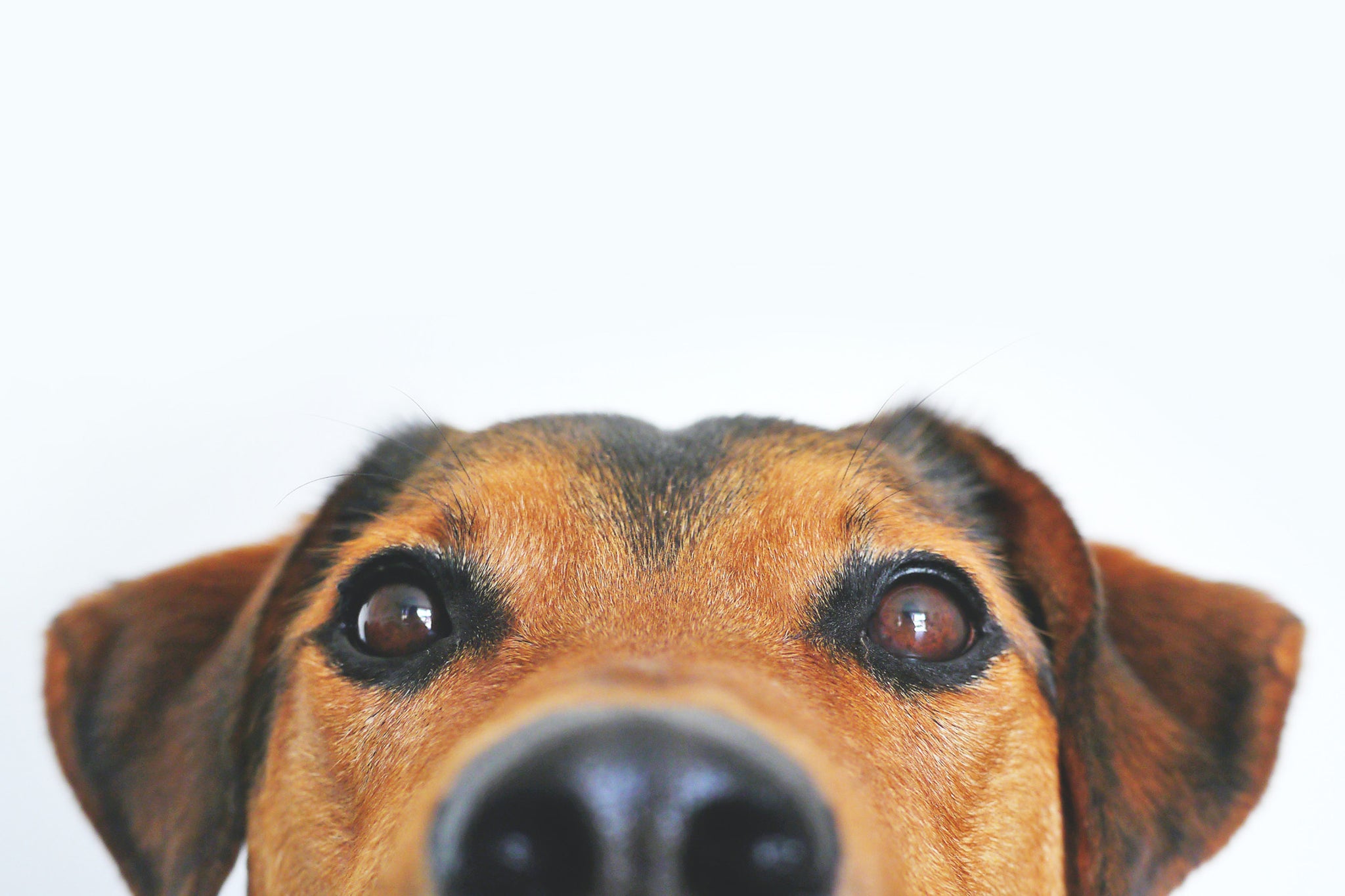 close up of brown and black dog's face against a white background