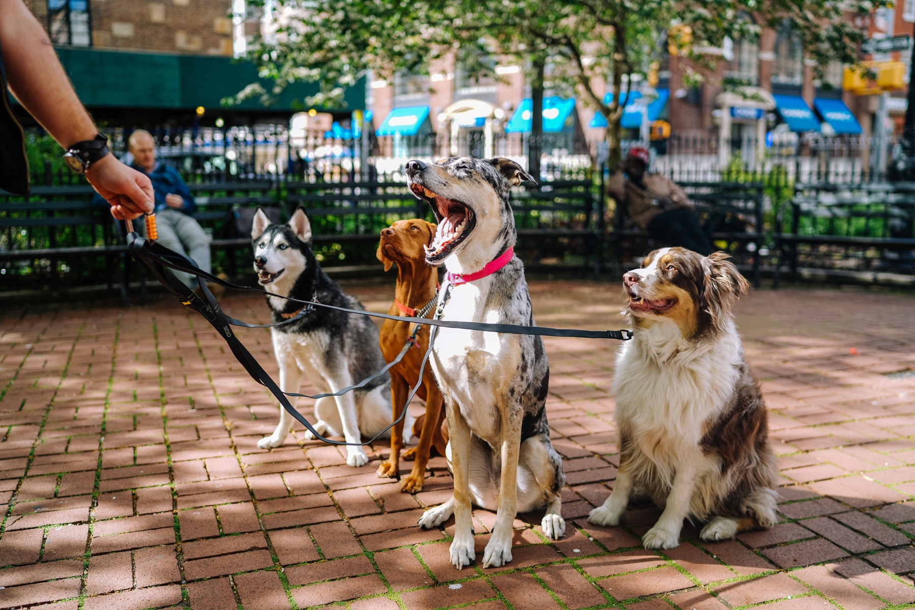 063_four_dogs_outside_at_park_on_leashes_looking_at_walker.jpg