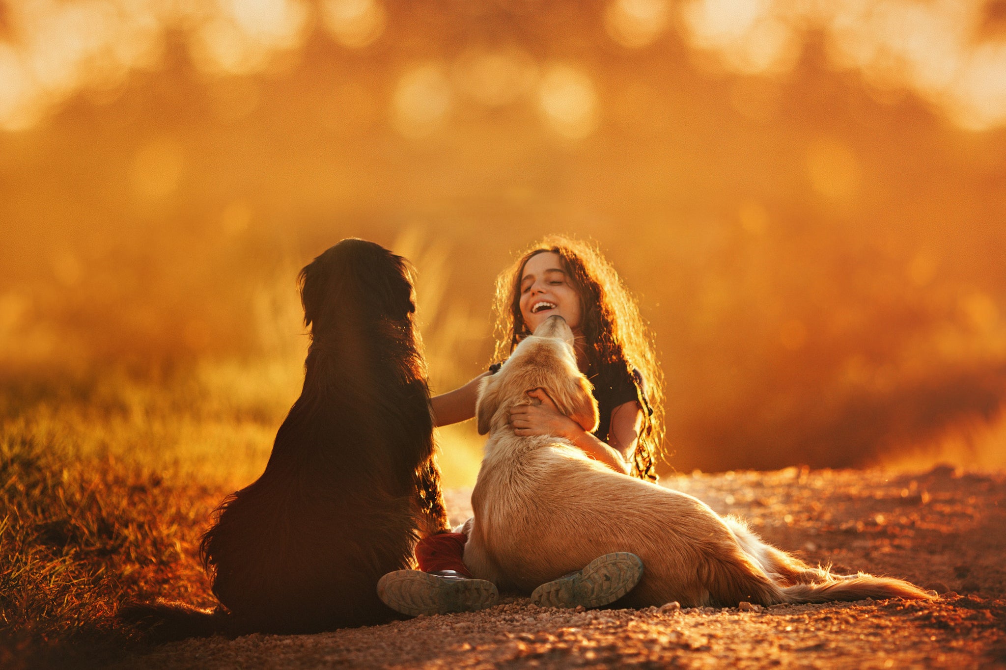 black and golden retriever sitting with a little girl at sunset